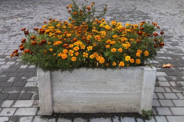 Açık hava çiçekleri ile portakal çiçekleri.