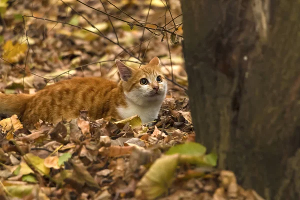 Rotes Kätzchen Spielt Herbstpark — Stockfoto