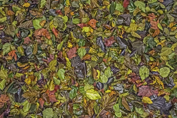 Autumn Background Texture Wet Fallen Leaves — ストック写真
