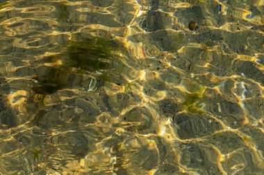 Deniz tabanının bulanık arkaplanı.