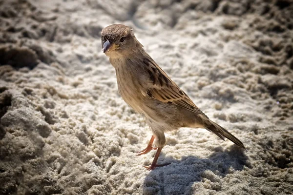 Ein Neugieriger Sperling Einem Sandstrand — Stockfoto