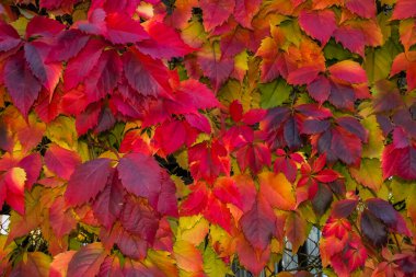 Parlak, renkli yapraklar..