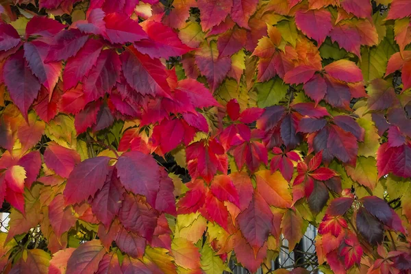 Parlak, renkli yapraklar..