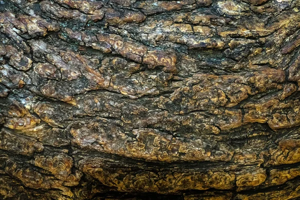 Bark Old Tree — Stock Photo, Image