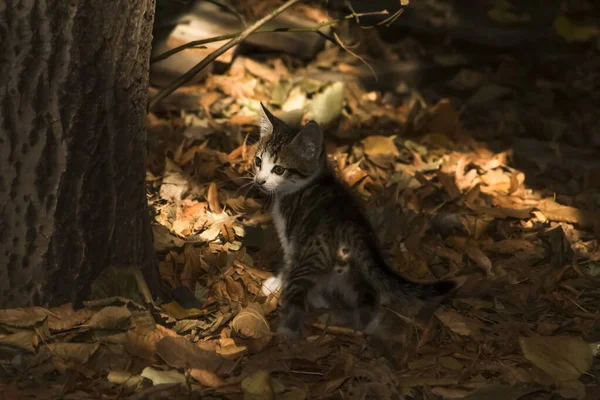 Kätzchen Dunklen Dickicht Des Herbstparks — Stockfoto