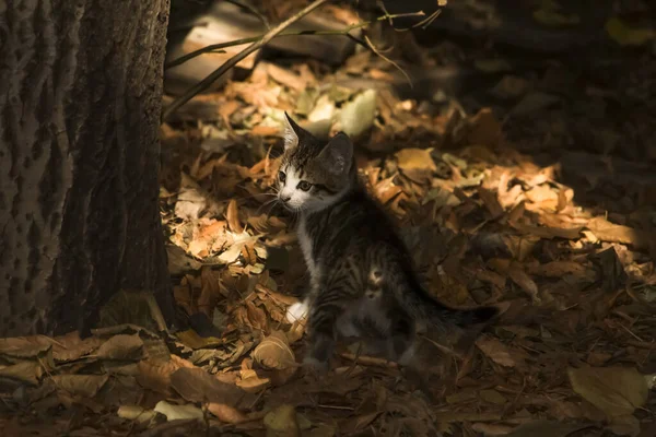 Sonbahar parkının karanlık çalılığında kedi yavrusu.