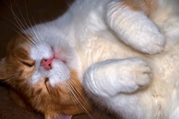 Docemente Dormindo Gordo Gato Vermelho — Fotografia de Stock