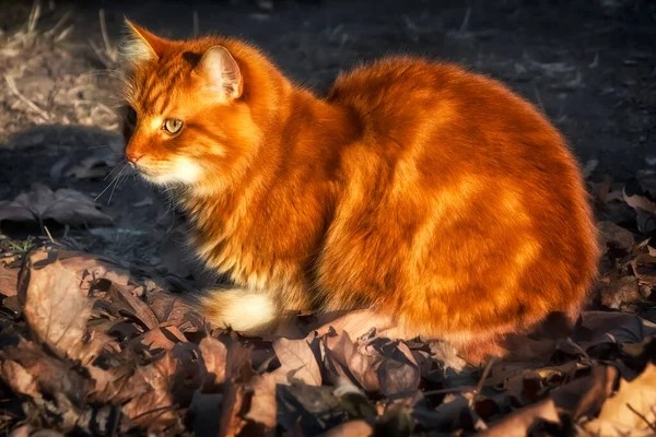 Jasny Rudy Kot Suchych Liściach — Zdjęcie stockowe