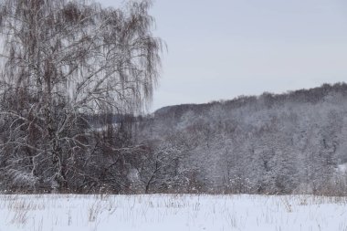 Güzel Rus huşu içinde belgili tanımlık kar kış karla kaplı orman ve akşam gökyüzü arka plan üzerinde. Expanses. Kış orman. Soğuk kış gökyüzünde. Karlı manzara.