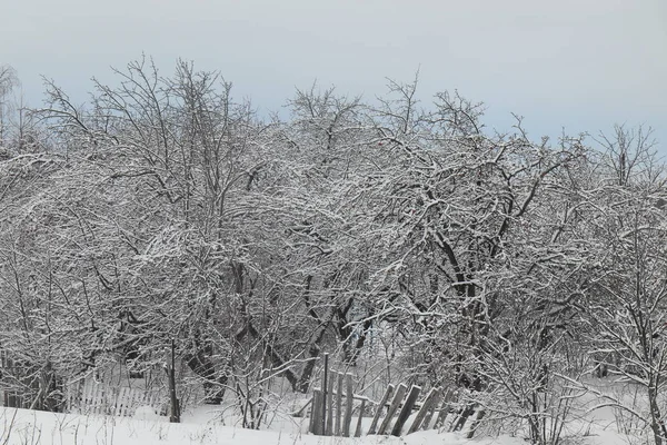 Karda elma bahçesi. Elma ağaçları kış. Elma ağaçlarının dalları üzerinde kar. Çürük ahşap çit. Elma karda. Elma bahçesi üzerinde kış gri gökyüzü. Mavi gri kış gökyüzünde.