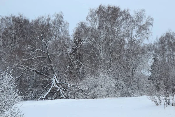 Kış manzarası. Eski ölü ağaçlar. Yaşam ve ölüm yakın. Kar ağaçlarda. Çok kar. Kış gökyüzünde.