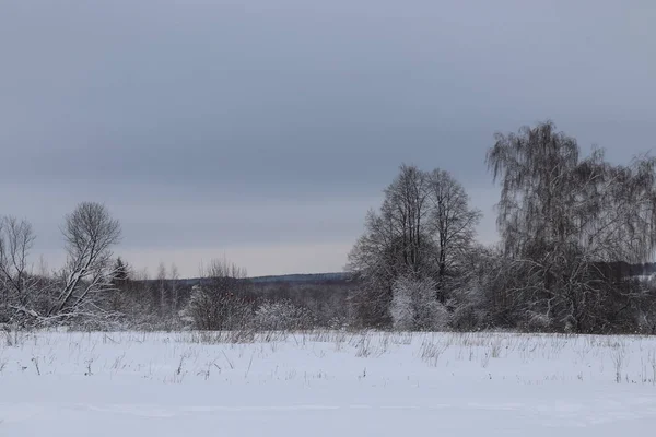 Kış manzarası. Karlı expanses. Ufuk karşı soğuk kış gökyüzüne uzanan kış orman. Ağaçlar ve çalılar karda.