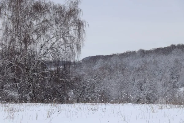 Schöne Russische Birke Schnee Vor Dem Hintergrund Des Winterlichen Schneebedeckten — Stockfoto