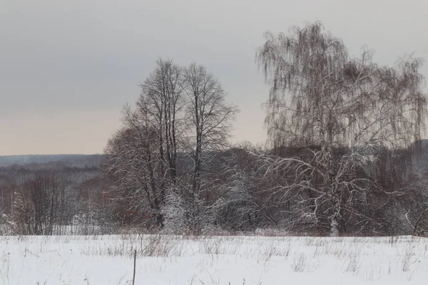 Kış alacakaranlık. Ağaçları kış akşam gökyüzü karşı karda.