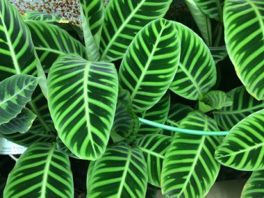 Monstera Botanik Bahçesi içinde