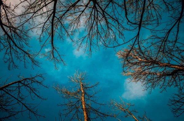 Blick Von Unten Auf Hohe Bäume Ohne Blätter — Stockfoto