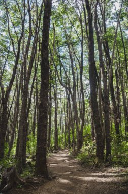 Orman yolu. yeşil ve uzun boylu ağaçlar.