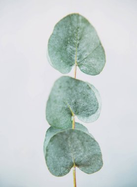 Okaliptüs yaprakları açık renkli yakın tarih