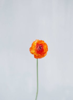 Kırmızı karanfil çiçeği, izole edilmiş. Valentine 'ın arkaplanı fotokopi alanı. Düğün davetiyesi. Bahar ve yaz doğal çiçekleri. Tebrik kartı tasarımı.