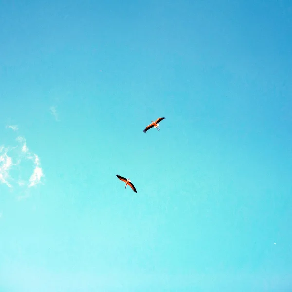 Leylek Yüksek Mavi Gökyüzünde Uçmak Birlikte Iki Büyük Kuşların Uçuş — Stok fotoğraf