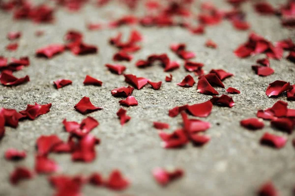 Yerde kırmızı gül yaprakları var. Kapatın. Romantik sevgililer günü. Doğum günün kutlu olsun. Sevgililer Günü kartı.