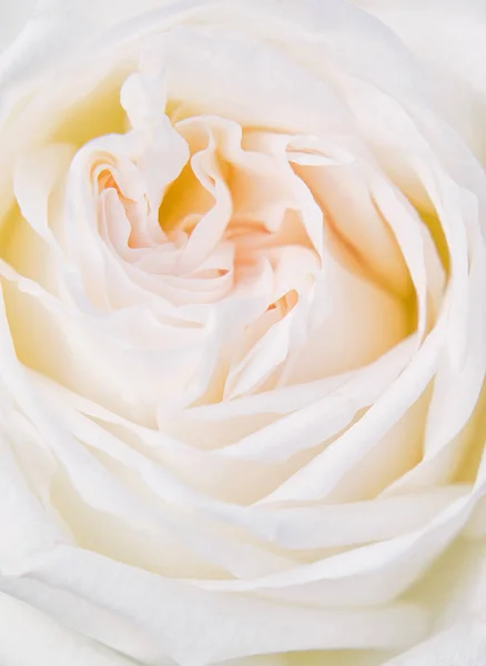 Niesamowite Biała Róża Przetargu Płatki Zbliżenie — Zdjęcie stockowe
