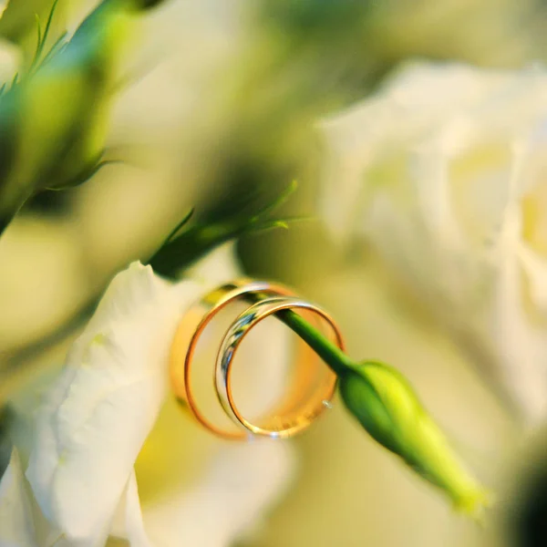Klasik Altın Alyanslar Yumuşak Bulanık Çiçek Arkaplanı Beyaz Güller Yeşil — Stok fotoğraf