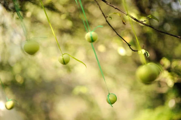 Green Apples Hanging Green Ribbons Apple Orchard — Stock Photo, Image