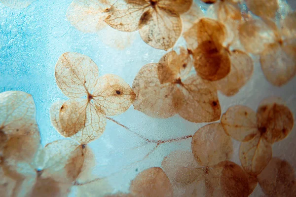 Листья Эвкалипта Светлом Фоне Крупным Планом — стоковое фото