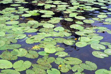 güzel kıçımın gölde büyüyen