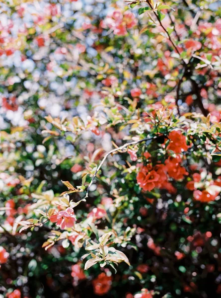 Nyári Kert Gyönyörű Vörös Virágok Bokorban Virágzó — Stock Fotó