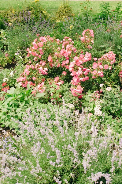 Krásné Růžové Květy Rostoucí Létě Zahradní — Stock fotografie