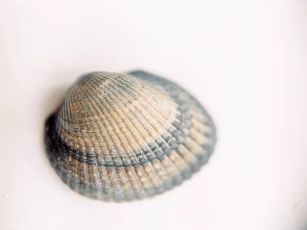 白い背景に美しい茶色の海の貝殻 — ストック写真