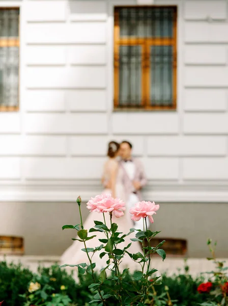 Mariée Marié Embrassant Plein Air Roses Premier Plan Concept Mariage — Photo