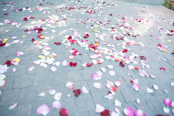 Białe Różowe Płatki Kwiatowe Podłodze — Zdjęcie stockowe