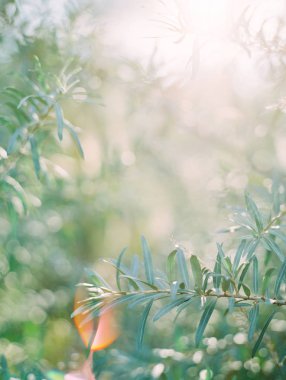 Yaz kavramı. Yeşil ağaçlar ve parlayan bokeh ile güzel güneşli bir manzara