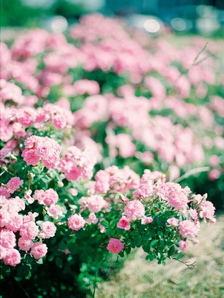 Roseiras Lindas Flores Rosa Crescendo Jardim Verão Close — Fotografia de Stock
