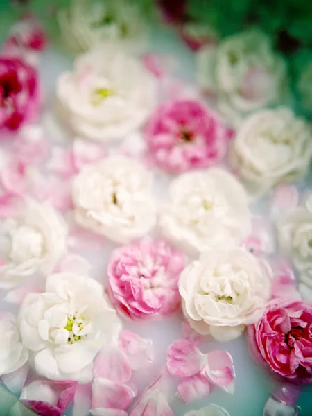 Perfumy Koncepcja Pielęgnacji Ciała Wzór Delikatnych Białych Różowych Róż Ogrodowych — Zdjęcie stockowe