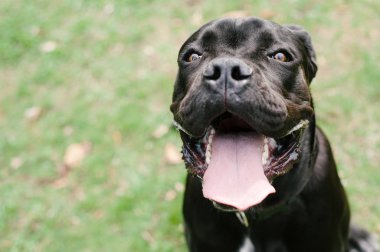 Genç safkan siyah köpek kamışı Corso yeşil çimenlikte ve dili yakın
