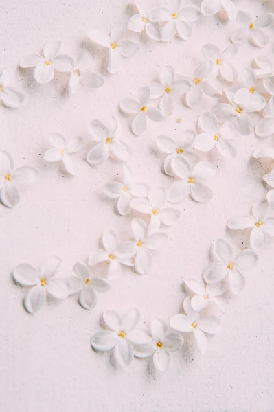 White lilac flowers on white background, top view, isolated, flat lay. Flowers composition. Pattern made of white and yellow flowers on white background. Spring, summer concept.