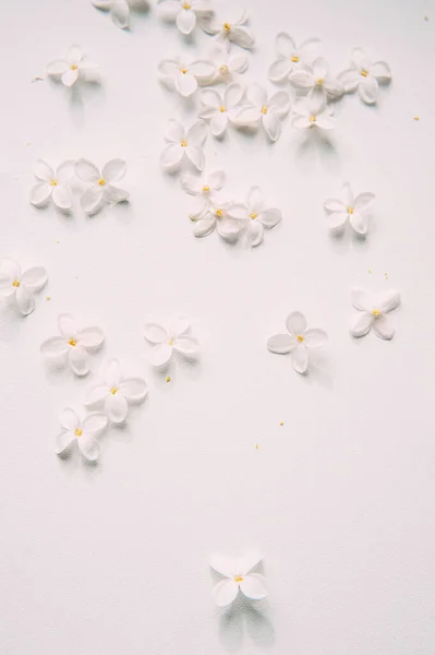 라일락 텍스트를 자연적 꽃으로 주형을 만드는 배경에 라일락 위에서 고립된 — 스톡 사진