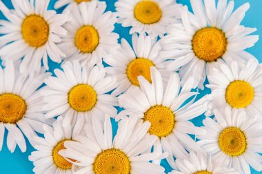 Mavi renkli pastel arka planda papatya çiçekleri olan çiçek deseni. Çiçek mockup düz çerçeve kompozisyonu fotokopi alanı ile yatıyordu.