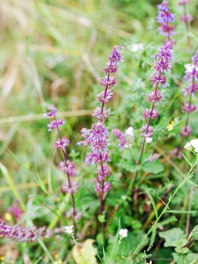 Çimlerde yetişen mor kır çiçekleri. Macro, yakın çekim. Taze yaz doğası.