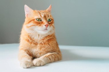 Kırmızı tekir kedi beyaz arkaplanda kopya alanı ile izole edildi. Tapılası ev hayvanı yakın plan.. 