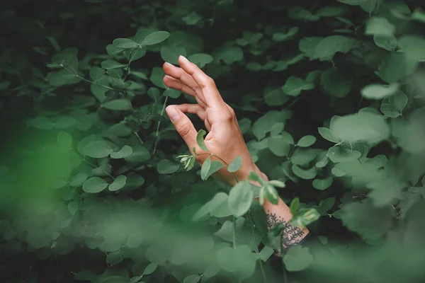 Girl hand holding clover leaf in garden, back to nature, love earth, copy space. — Stock Photo, Image