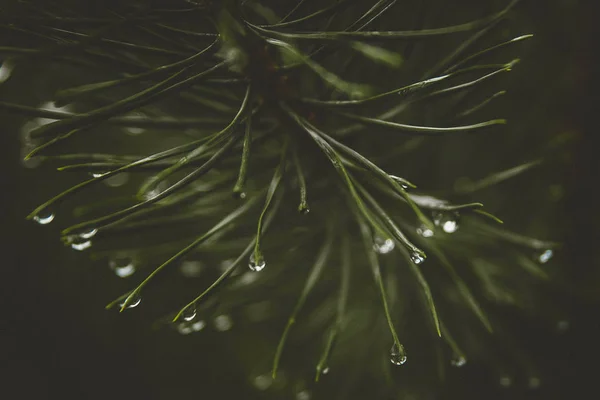 Dešťové vody klesne na jehličí, přirozený bokeh efekt zblízka. — Stock fotografie