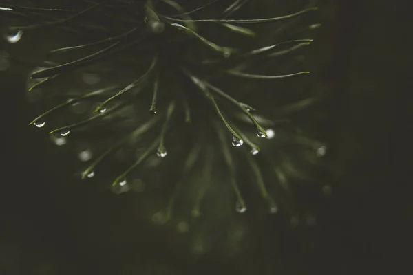 Água da chuva cai sobre as agulhas de pinheiro efeito bokeh natural de perto . — Fotografia de Stock