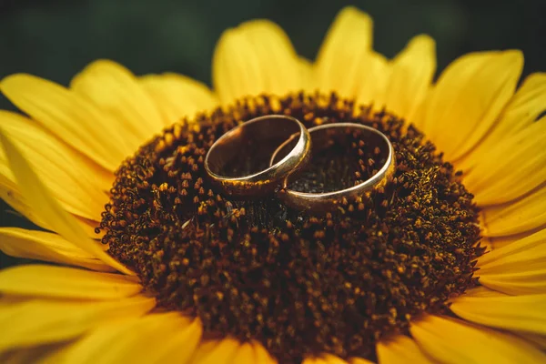 Zwei goldene Eheringe liegen auf großer Sonnenblume mit blauem Himmelshintergrund — Stockfoto