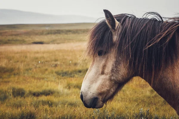 Cavalo islandês no campo da paisagem natural cênica da Islândia. O cavalo islandês é uma raça de cavalo desenvolvida localmente na Islândia, uma vez que a lei islandesa impede a importação de cavalos — Fotografia de Stock