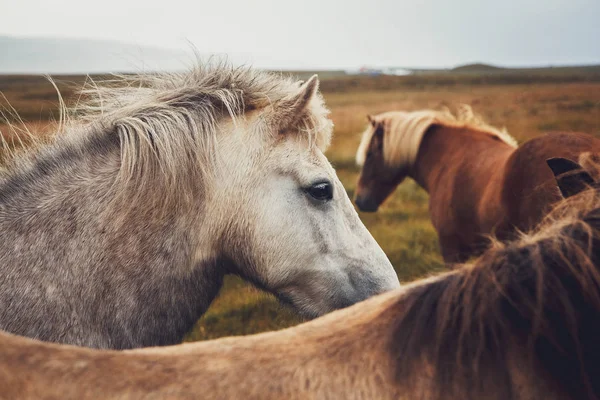 Islandzki koń w dziedzinie malowniczego krajobrazu przyrody Islandii. Islandzki koń jest rasą koni lokalnie rozwiniętych w Islandii, ponieważ prawo islandzkie uniemożliwia przywóz koni. — Zdjęcie stockowe
